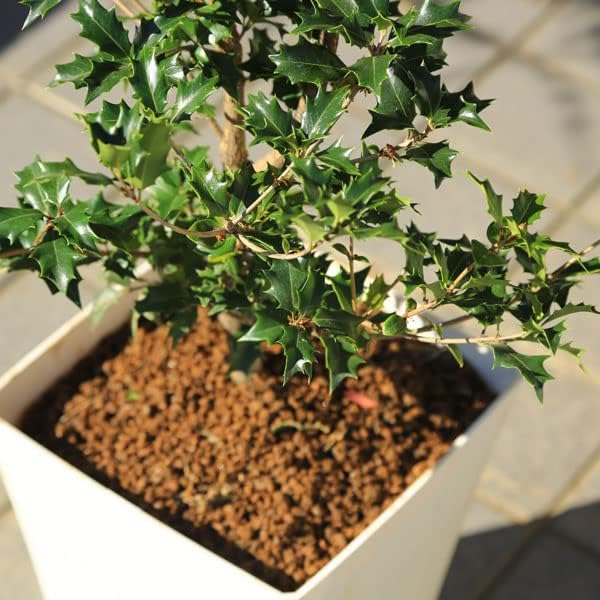 遊恵盆栽 庭木・植木・鉢植え：オニヒイラギ（鬼柊）*ひいらぎ ヤマト